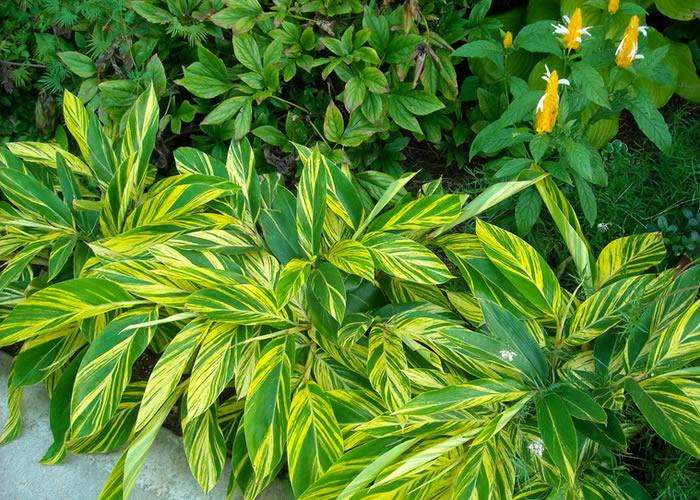 新房除甲醛，您一定不會(huì)失手！