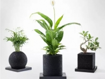 怎么除甲醛靠得牢？竹炭、植物成最大“騙局”